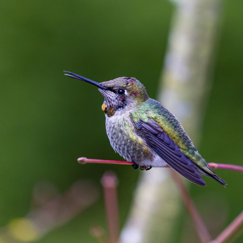 Immature male Anna's Hummingbird perched on a red stem, a few developing magenta gorget feathers starting to show, iridescent green back