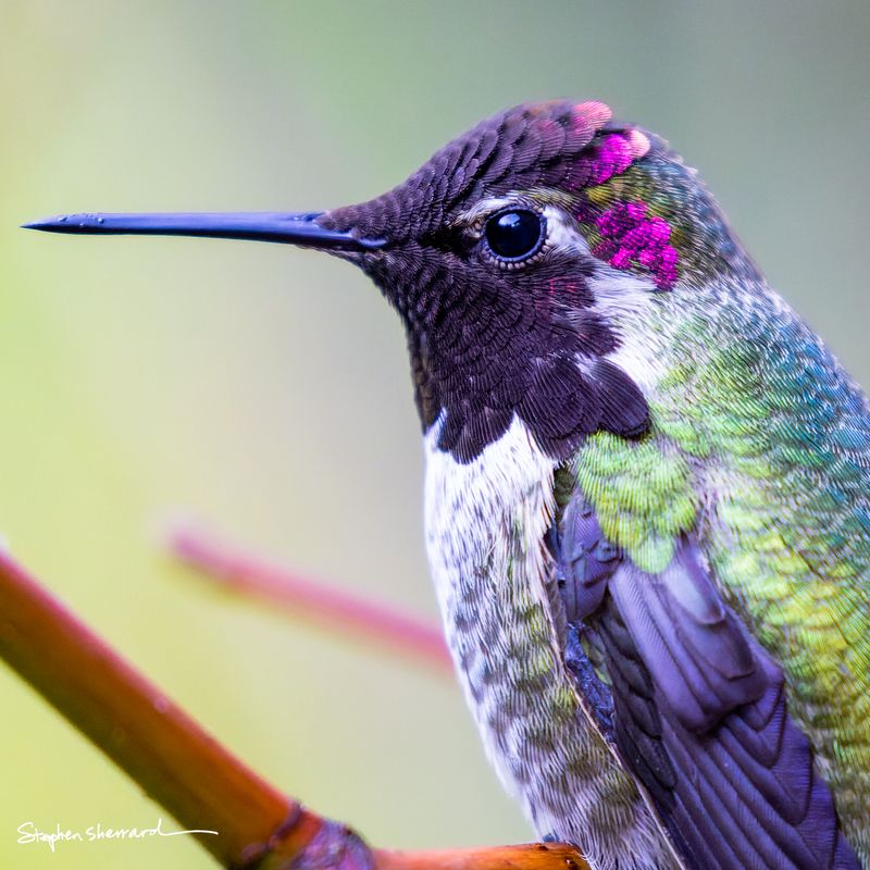 Close-up portrait of a male Anna's Hummingbird perched on a branch, scattered magenta gorget feathers catching light, iridescent green and teal body feathers detailed