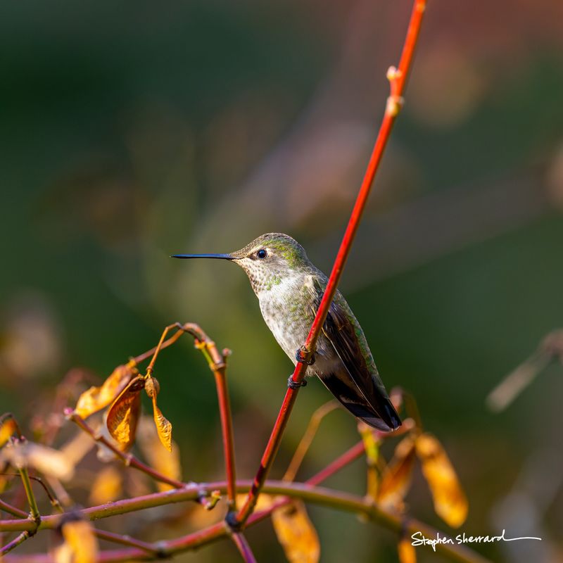 Female Anna's Hummingbird perched on a red stem among autumn foliage, warm sunset light illuminating her green back