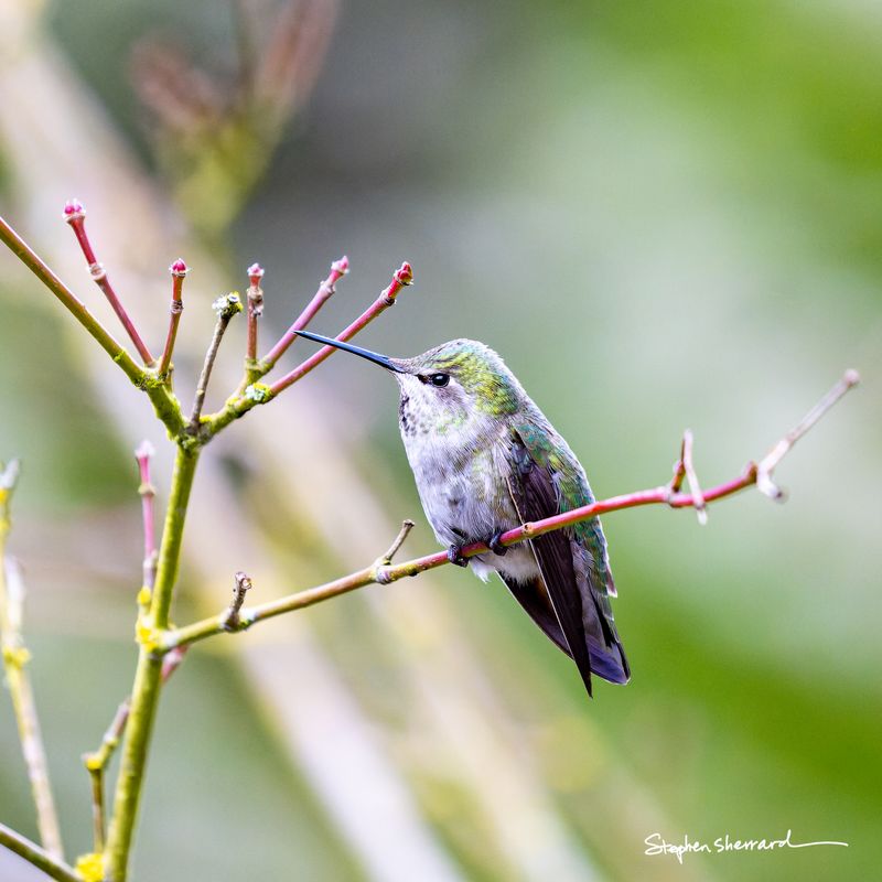 Female Anna's Hummingbird perched on a branch with tiny red buds, green iridescent back, soft green spring background