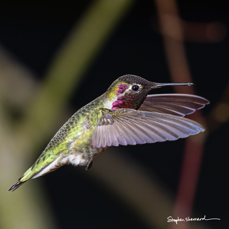 Male Anna's Hummingbird hovering with bill open as if vocalizing, scattered magenta gorget feathers catching light, dark background with green garden blur
