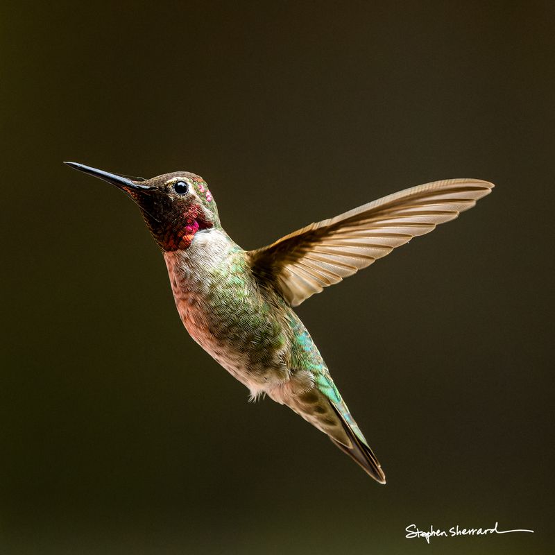 Male Anna's Hummingbird hovering in flight, partial rose-magenta gorget catching light, dark olive-brown background