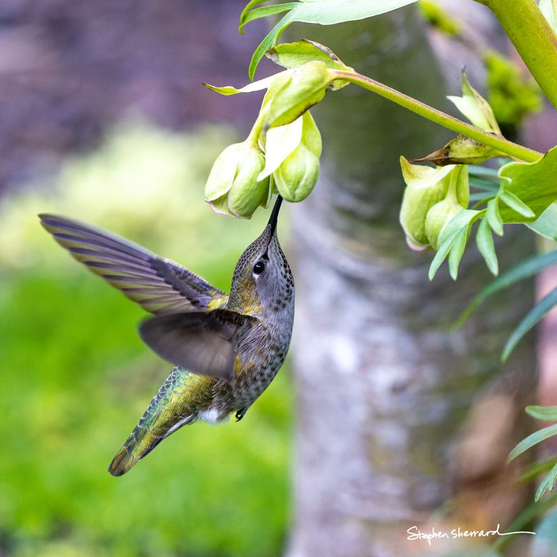 Female Anna's Hummingbird hovering beneath white pendant garden flowers, wings blurred, green garden and tree trunk in background