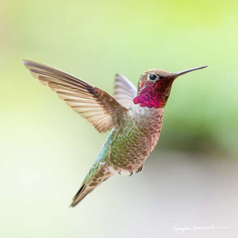 Male Anna's Hummingbird hovering in flight, brilliant iridescent rose-magenta gorget and crown fully illuminated, soft green and gray bokeh background