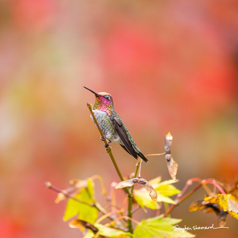 Male Anna's Hummingbird perched on a Japanese maple twig, iridescent magenta gorget glowing, stunning autumn foliage in red and orange filling the background