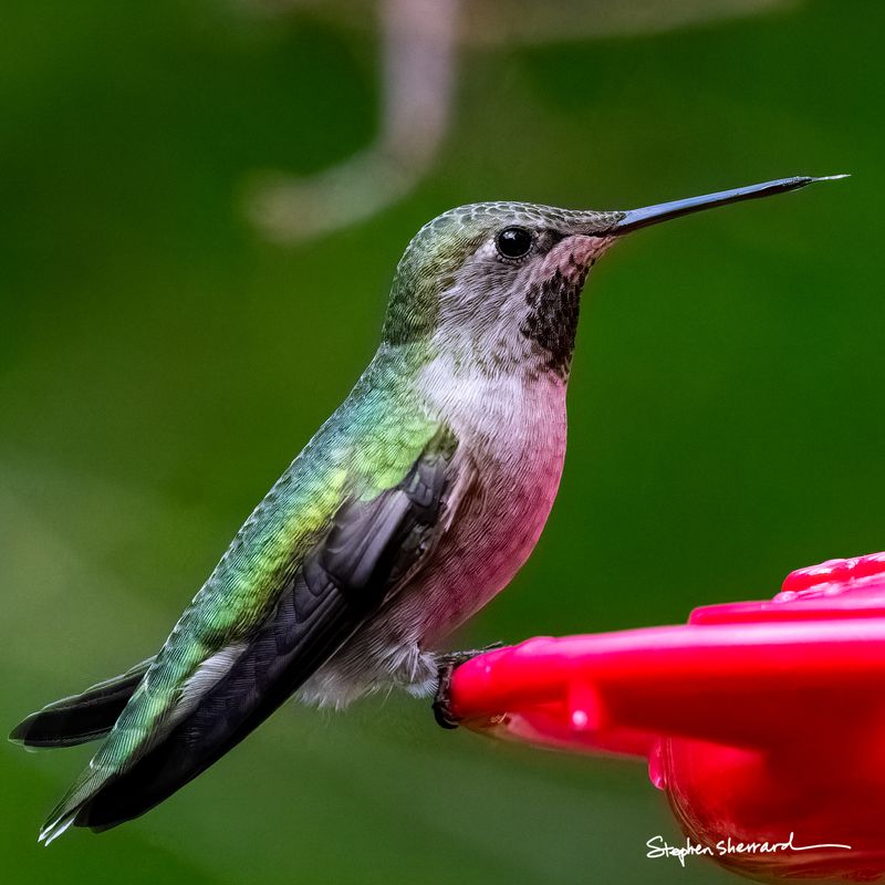 Female Anna's Hummingbird perched on a red hummingbird feeder, green back, pinkish underparts, soft green background