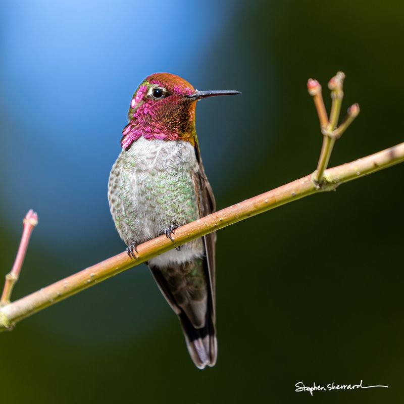 Male Anna's Hummingbird perched on a bare branch with spring buds, brilliant iridescent magenta crown and gorget glowing against a blue-green background