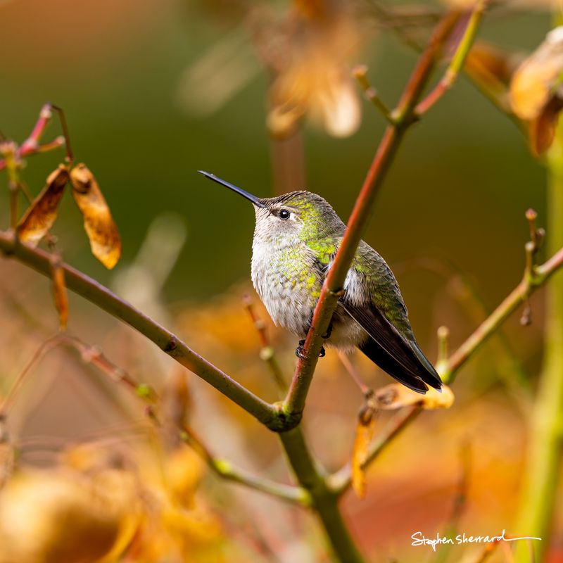 Female Anna's Hummingbird perched on a branch surrounded by autumn foliage and dried seed cases, soft warm light