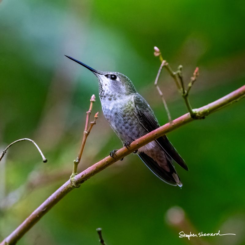 Female Anna's Hummingbird perched on a rain-wet branch among bare stems, looking upward, soft green background