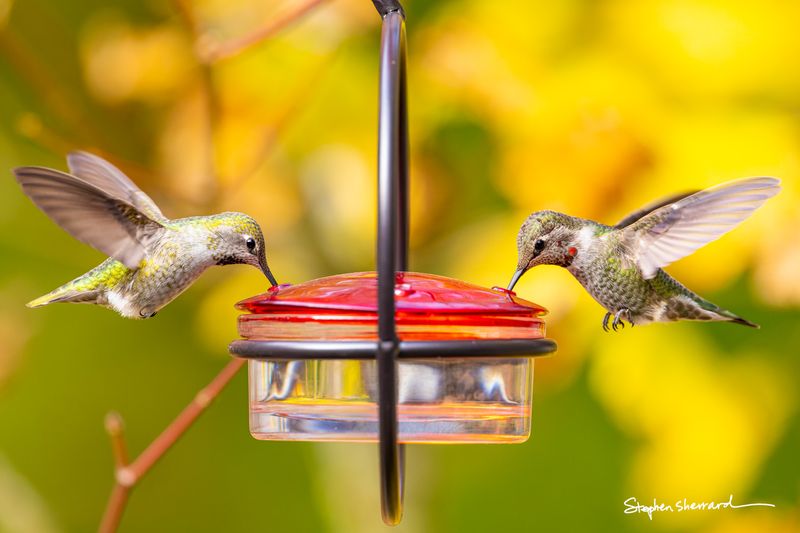 Two Anna's Hummingbirds hover in perfect symmetry on opposite sides of a red saucer feeder against a vivid golden-yellow autumn background. The bird on the right is an immature male showing early magenta throat patches, while the bird on the left is a female or younger immature bird with a finely speckled throat.