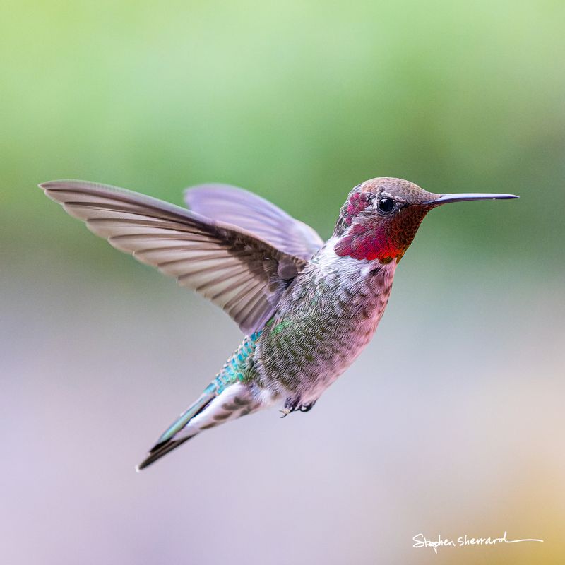 Male Anna's Hummingbird hovering in flight, partial rose-red gorget catching light, soft green and cream bokeh background