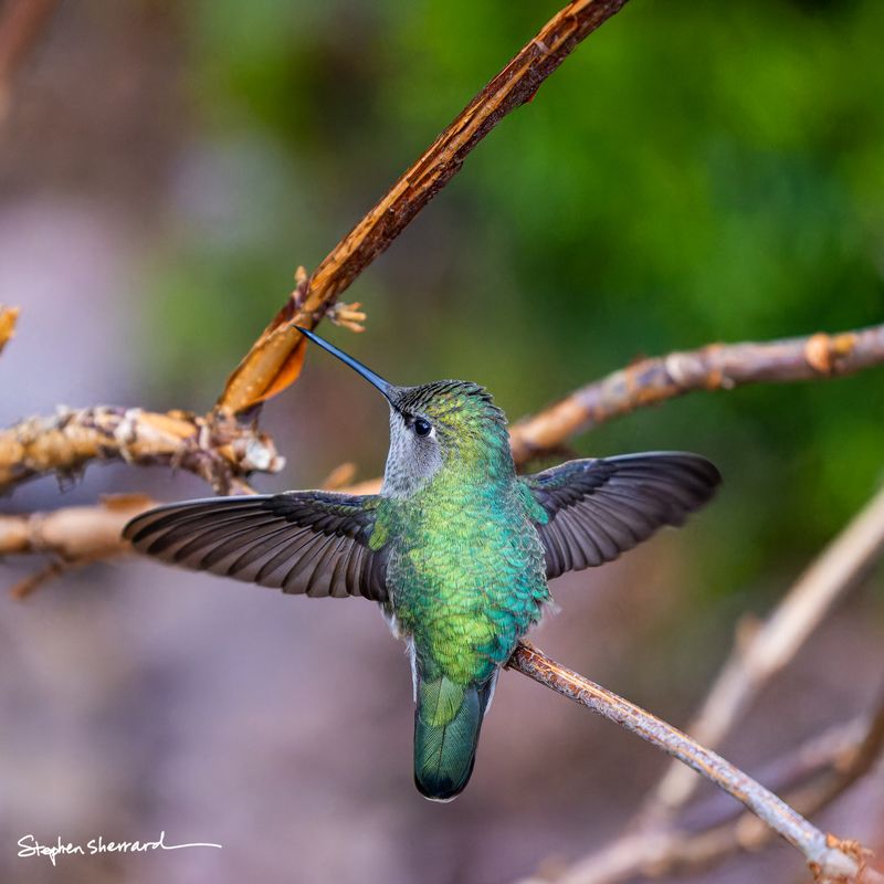 Female Anna's Hummingbird with wings fully spread landing on a branch, dramatic wing display showing all primary feathers, green and brown background