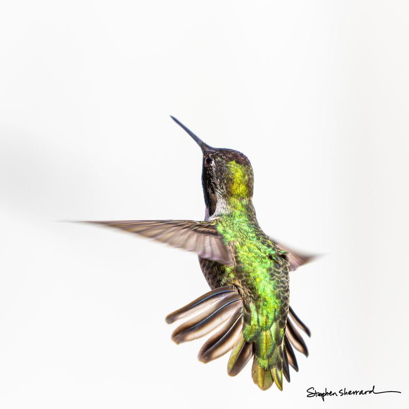 Male Anna's Hummingbird in flight against a white background, iridescent green back glowing, gorget appearing dark in this angle of light, wings spread showing feather detail