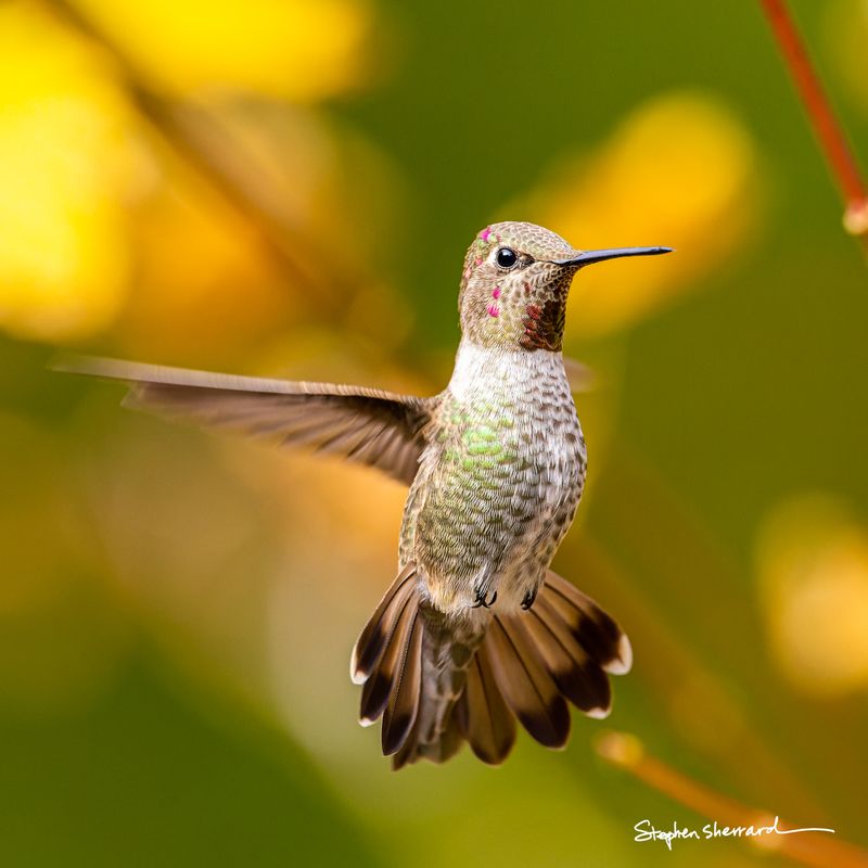 Immature male Anna's Hummingbird hovering in flight with tail fanned, scattered developing gorget feathers, yellow and green autumn foliage background