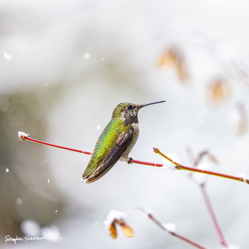 Female Anna's Hummingbird perched on a red stem in snowfall, snow visible in the blurred background, bright green iridescent back