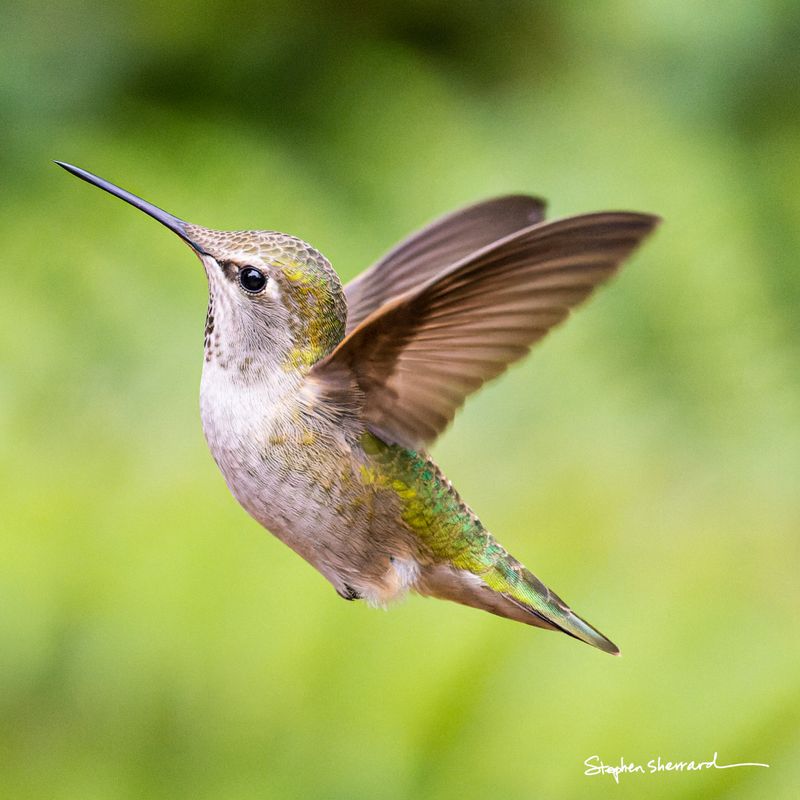 Female Anna's Hummingbird hovering in flight against a soft green background, wings blurred, tail slightly fanned