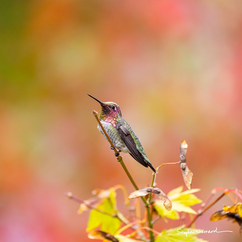 Male Anna's Hummingbird perched on a Japanese maple twig, partial gorget showing, surrounded by vivid orange and red autumn leaves