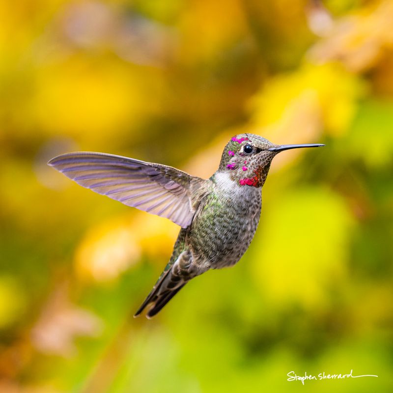 Male Anna's Hummingbird hovering in flight, scattered magenta gorget spots catching light, warm yellow-gold autumn foliage filling the background