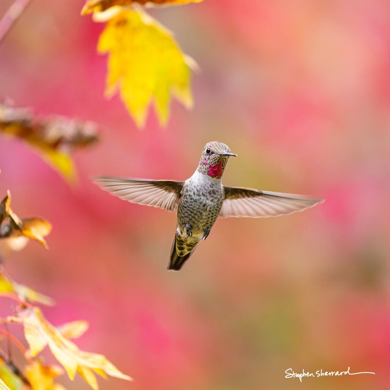 Male Anna's Hummingbird hovering in flight, partial gorget scattered with magenta, framed by vivid yellow and pink autumn maple leaves
