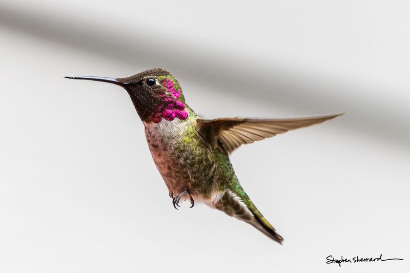 Male Anna's Hummingbird hovering in flight against a white background, scattered magenta gorget feathers catching light, wings raised in flight