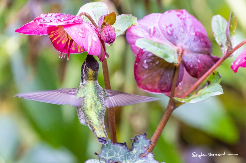 Anna's Hummingbird hovering beneath rain-soaked pink hellebore flowers, wings blurred, green garden background with rain drops on petals