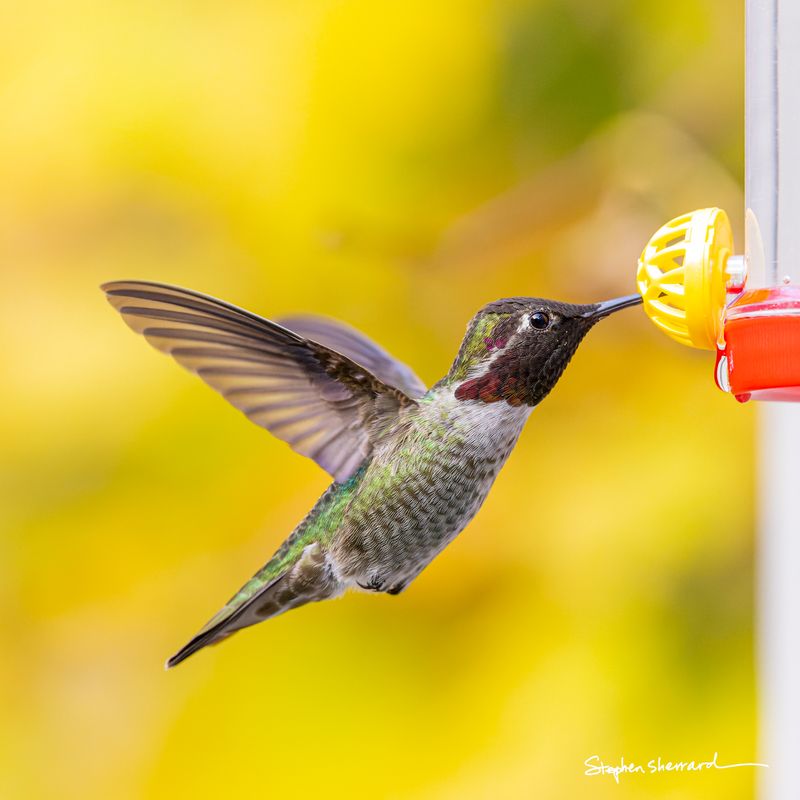 Male Anna's Hummingbird hovering at a hummingbird feeder, partial dark gorget, yellow autumn foliage bokeh background