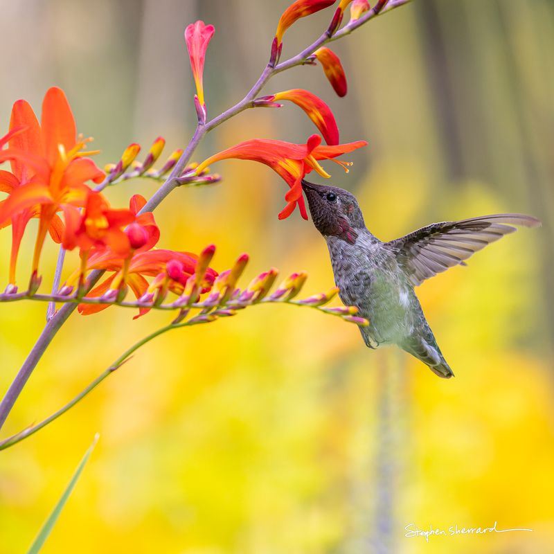 Anna's Hummingbird feeding at vivid orange crocosmia flowers, hovering with wings blurred, warm yellow background