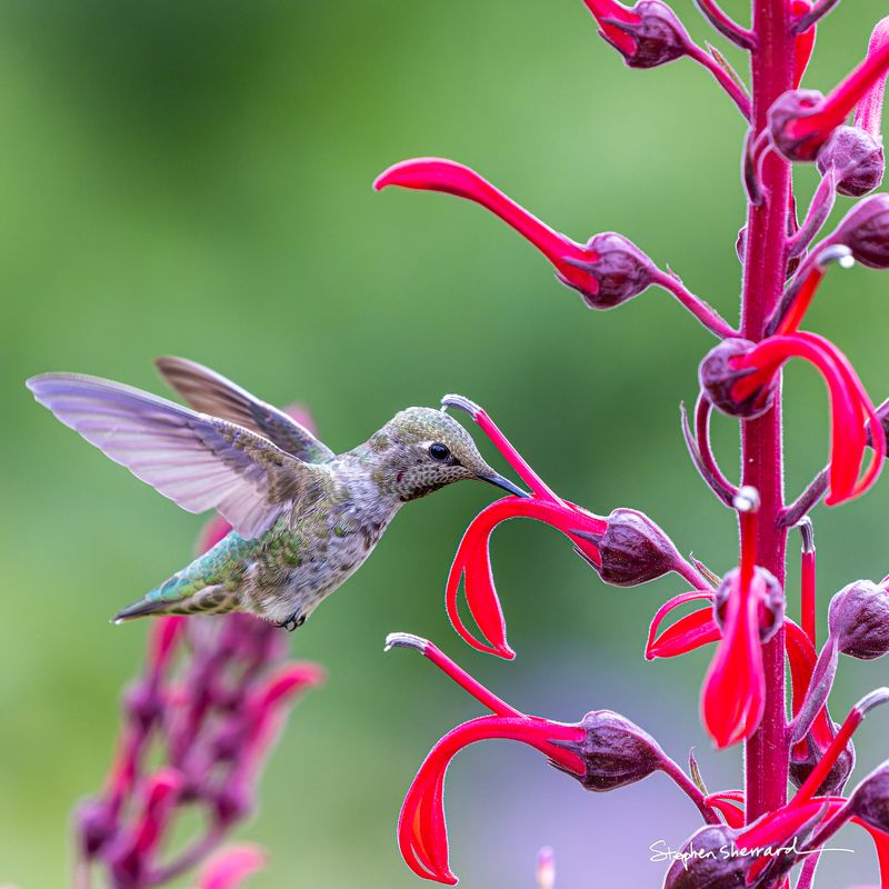 Female Anna's Hummingbird hovering to feed at vivid red cardinal flower, wings blurred, lush green background