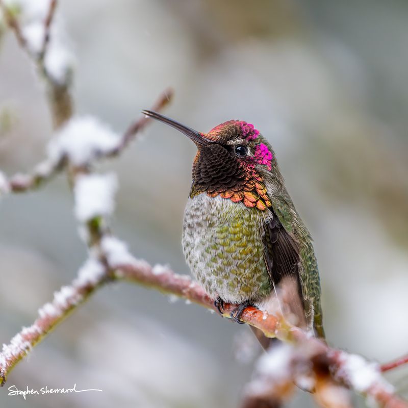 Male Anna's Hummingbird perched on frost-covered branches in winter, iridescent magenta crown glowing with orange and gold at the base, soft gray snowy background