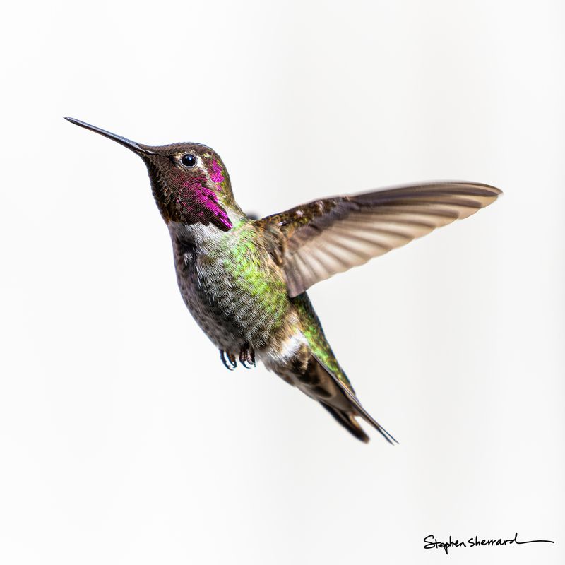 Male Anna's Hummingbird in flight against a white background, rose-magenta gorget glowing on the throat and chin, wings swept back
