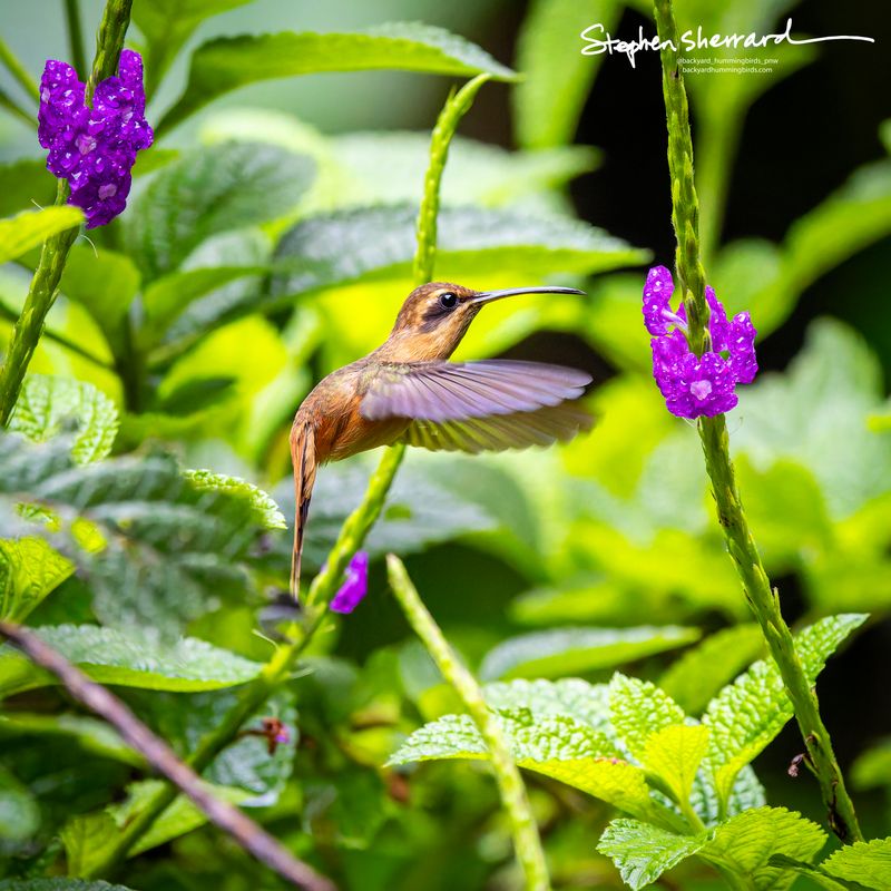 Costa Rica Hummingbirds