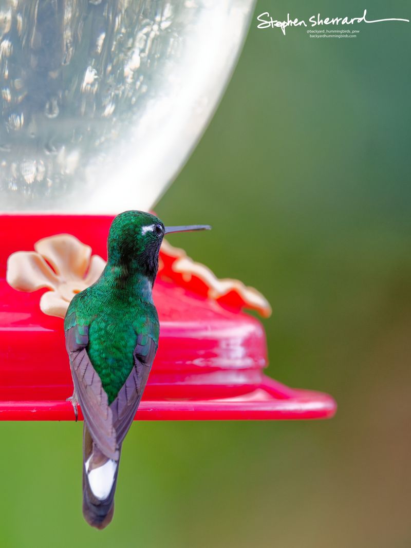 A rear-view perspective of a male Purple-bibbed Whitetip hummingbird perched on a red feeder rim, clearly displaying a bold white post-ocular spot and the large, bright white tips on its central tail feathers.