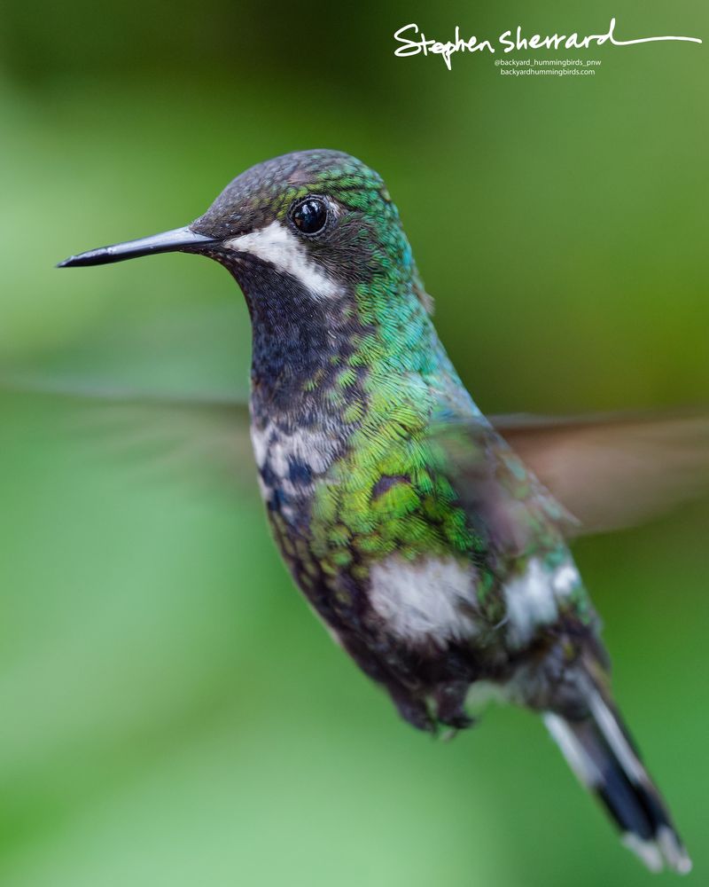 A crisp close-up action shot of an immature male White-booted Racket-tail hummingbird hovering mid-air. Its throat is heavily mottled with dark feathers, and its white leg puffs are visible against a clean green background.