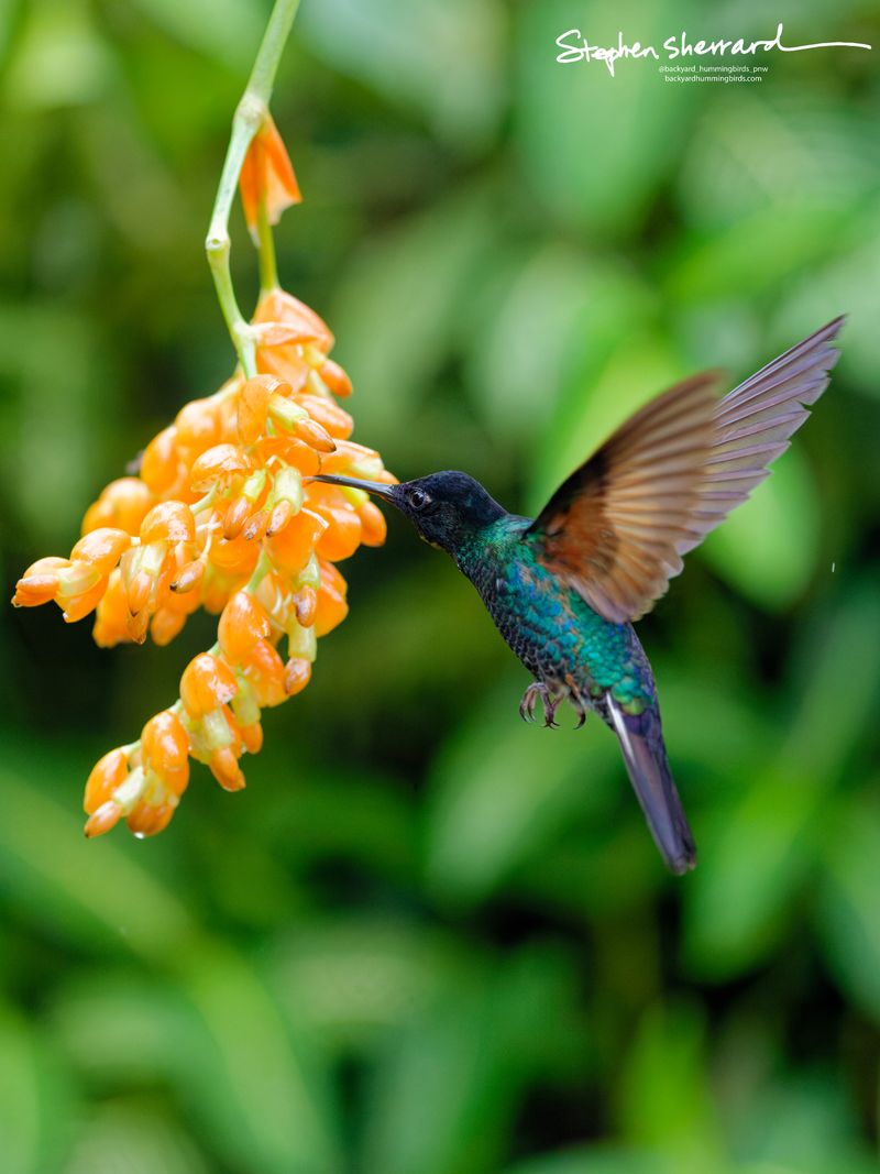 A Velvet-purple Coronet hummingbird hovers in absolute precision as it inserts its bill into a hanging orange flower cluster, fanning its wings to display a vibrant flash of warm coppery-cinnamon underwing coverts.