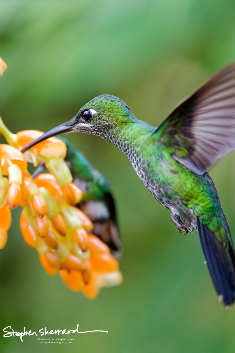 A crisp close-up of a female Purple-bibbed Whitetip hummingbird hovering mid-air to feed on an orange flower cluster. The bird shows a distinct white spot behind its eye, a white mustache stripe, and a heavily speckled green-and-white breast.