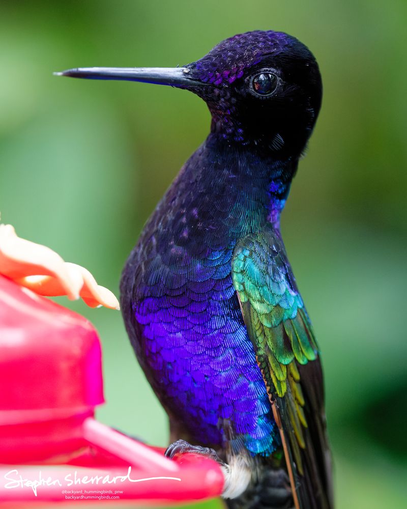 An extreme macro profile of a Velvet-purple Coronet perched next to a red feeder, highlighting the detailed overlapping scale structures of its iridescent emerald wing coverts and deep violet breast.