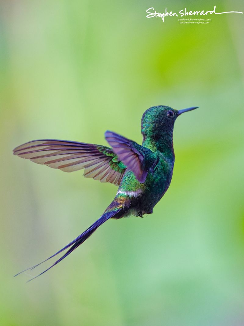 A side view of a male Green Thorntail hummingbird hovering in mid-air, its wings caught in a powerful forward stroke revealing a deep blackish belly and a stark white flank patch.