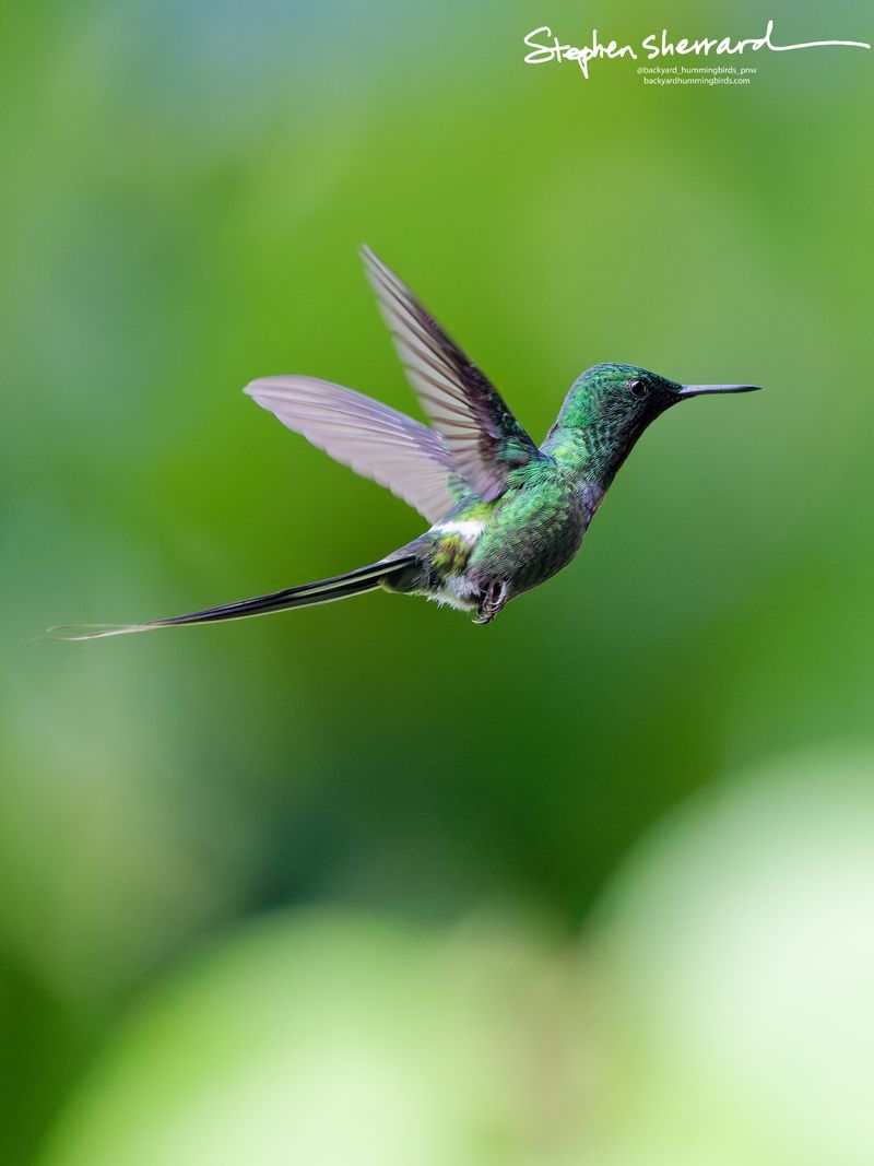 A tack-sharp, flawless profile shot of a male Green Thorntail hummingbird hovering against a solid, creamy green bokeh background, its long needle-like tail feathers stretching out beautifully.