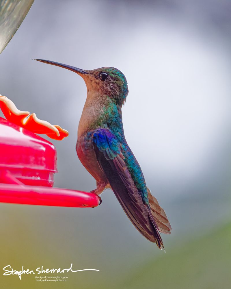 A close-up profile shot of an immature male Crowned Woodnymph hummingbird perched on a red feeder rim. A brilliant, authentic violet-purple iridescent patch flares on its lower belly, while its upper chest catches a false reddish reflection from the feeder.