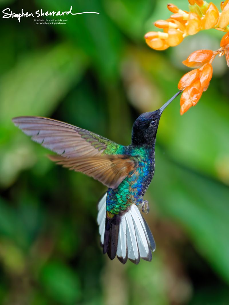 A side-profile view of a Velvet-purple Coronet hummingbird hovering near an orange blossom, with its wings raised and its white-and-black tail dramatically fanned downward for stability.