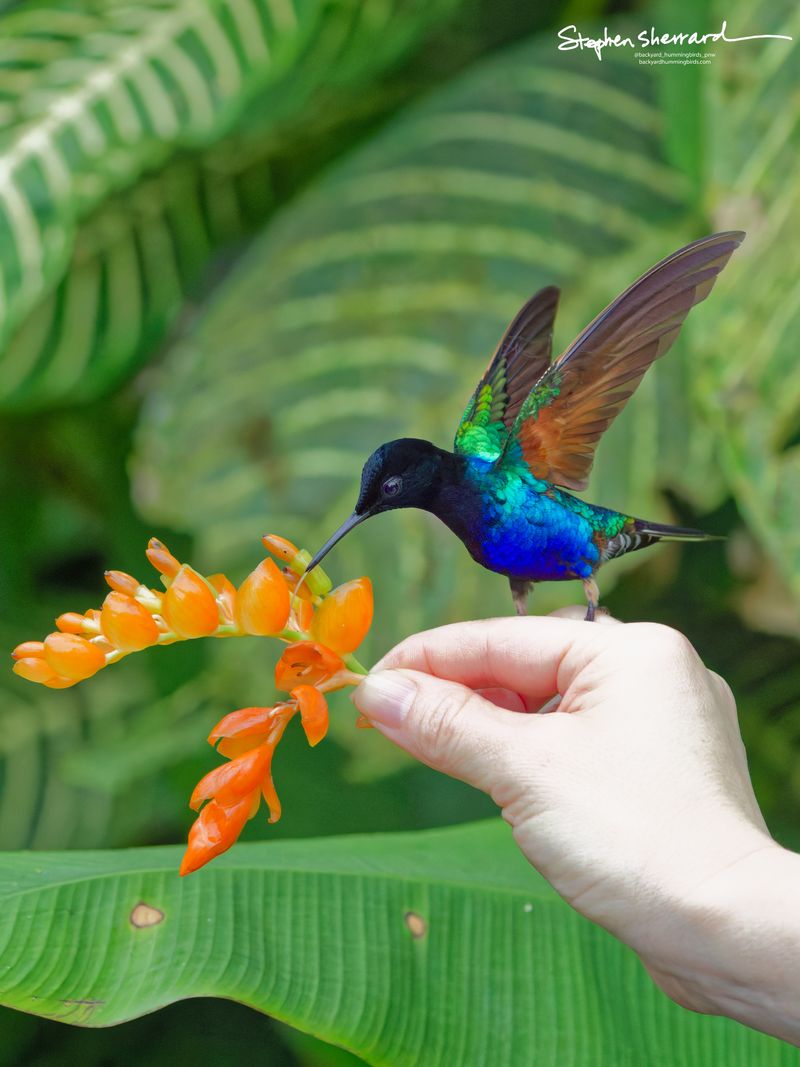A Velvet-purple Coronet perches on a handheld orange flower cluster, its wings swept upward to catch the light and illuminate its iridescent turquoise back against a green striped background.