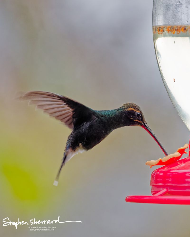 A White-whiskered Hermit hummingbird drinks from a red feeder blossom, its plumage catching the light to reveal a deep, iridescent blue-green sheen across its back and upper chest.