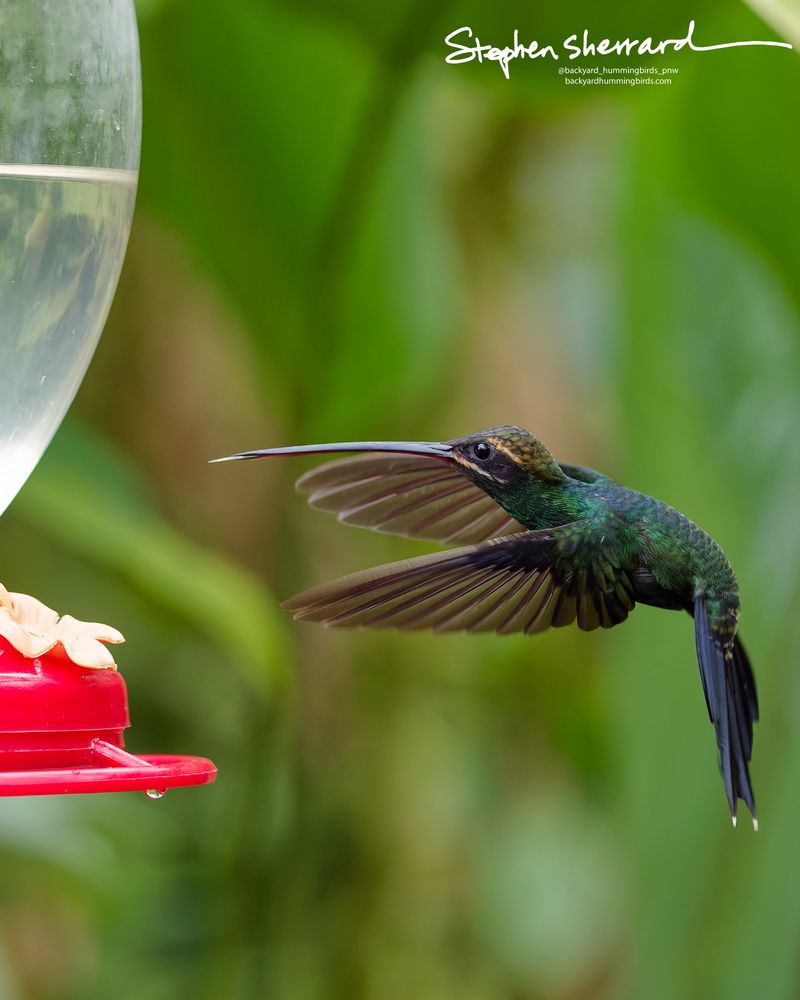 A crisp side profile of a White-whiskered Hermit hummingbird hovering horizontally next to a red feeder, its long wings extended wide and its bold white facial stripes sharply defined.