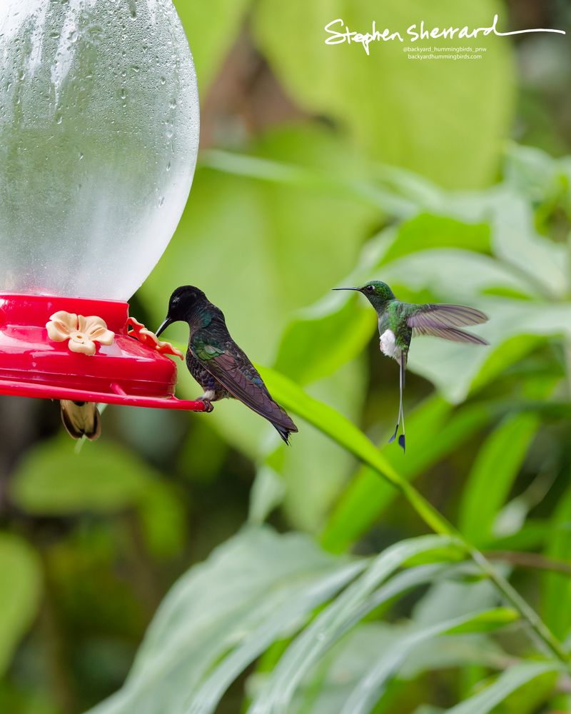 A velvety-black and iridescent green Velvet-purple Coronet perches on a red plastic feeder port, while a mature male White-booted Racket-tail hovers elegantly in the air behind it, displaying its impossibly long wire-like tail feathers ending in distinct blue-black paddles.