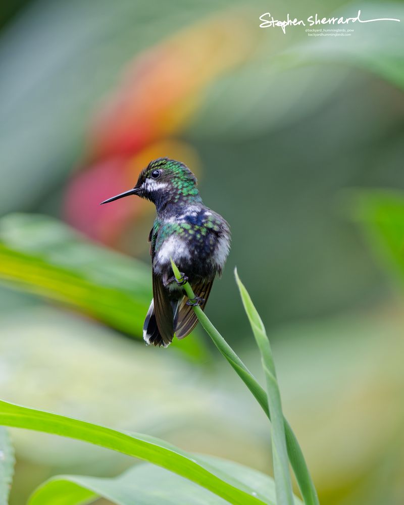 An immature male White-booted Racket-tail hummingbird perches vertically on the tip of a green plant stem, looking to the left with a colorful heliconia flower softly blurred in the background.