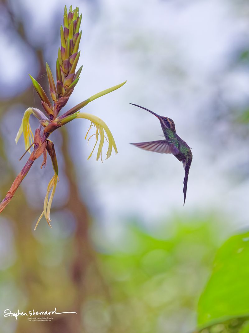 A White-whiskered Hermit hummingbird hovers in mid-air, its long decurved bill perfectly aimed towards the delicate yellow blossoms of a tall, exotic bromeliad plant in the cloud forest.