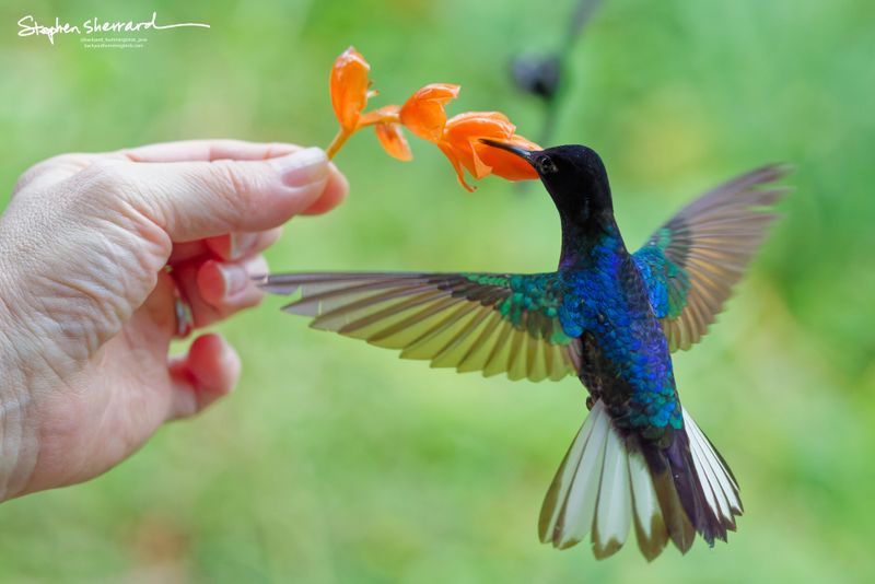 Rear view of a Velvet-purple Coronet hummingbird hovering to feed on a handheld orange blossom, its tail completely fanned to show its bold white outer tail feathers with dark tips.