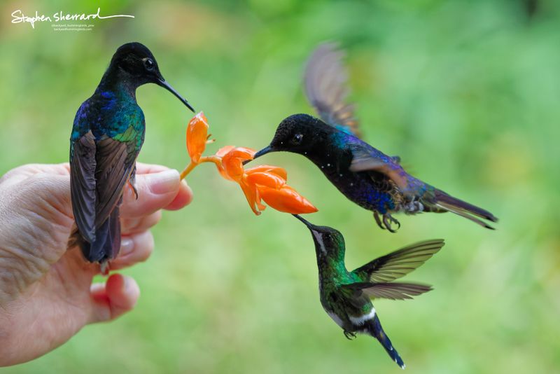 A close-up of a human hand holding an orange flower sprig. A Velvet-purple Coronet is perched directly on the thumb, another hovers to feed on the right, and a tiny speckled White-booted Racket-tail drinks from a lower bloom.