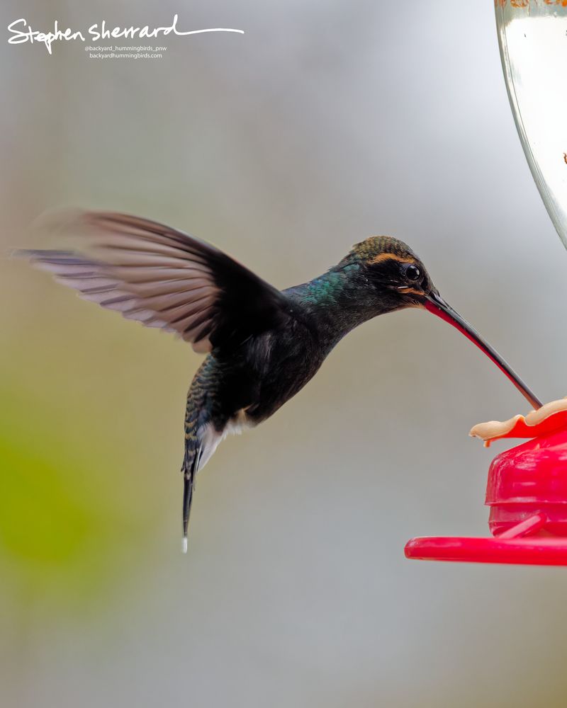 A White-whiskered Hermit hummingbird feeds intently from a red port, its long wings caught at the absolute peak of an upstroke showing the fine detail of its primary flight feathers.