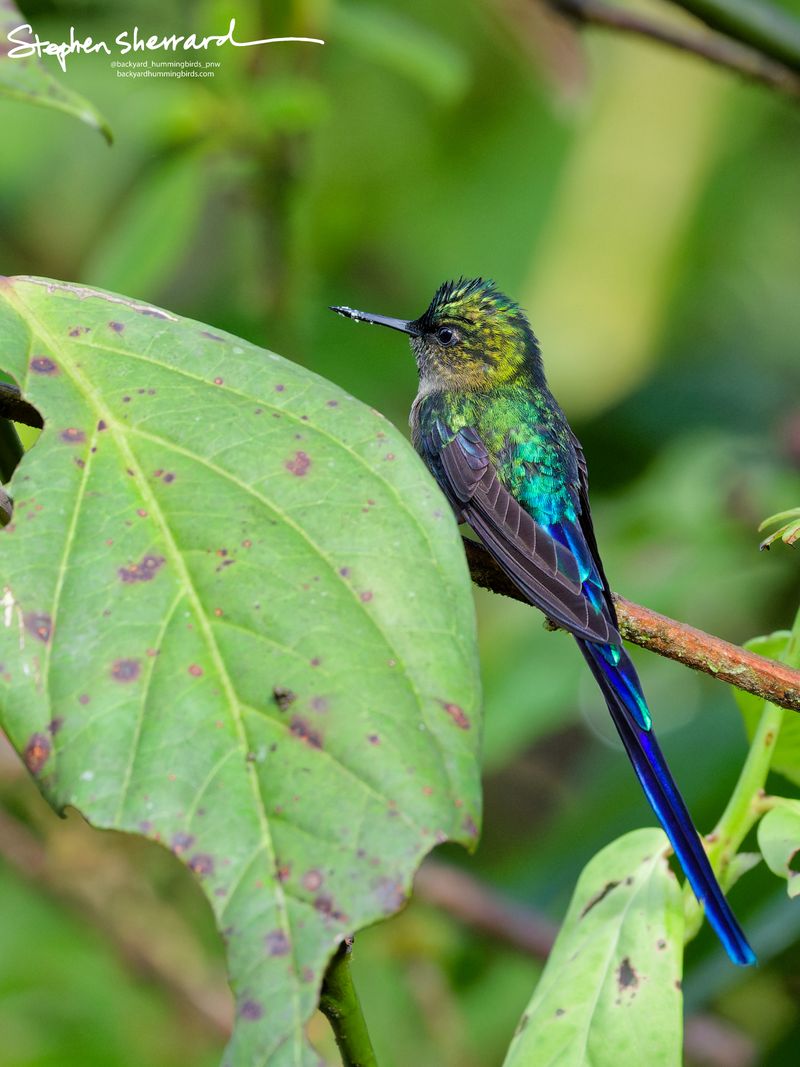 An over-the-shoulder back view of a male Violet-tailed Sylph perching on a branch behind a large green leaf, its crown flashing a brilliant metallic golden-lime iridescence.